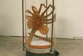 En ægte Facehugger