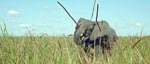 Én af filmens barske jagtscener - her nedlægges en elefant med spyd Én af filmens barske jagtscener - her nedlægges en elefant med spyd.