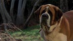 Cujo mens den stadig er en sød vovse.