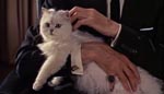 Ernst Stavro Blofeld med sin kat i en positur, der er så kendt, at den ofte er blevet parodieret - bl.a. i 'Austin Powers'-filmene