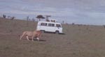 På safari i Afrika På safari i Afrika.