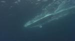 'Shark-O-Vision' - igen har Spielbergs film stået model