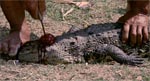 Et af de desværre ganske mange ægte dyredrab, der i nogen grad skæmmer filmen.