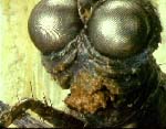 The Fly hygger sig i toilettet. Og det er ikke chokolade han (den?) har i munden 