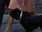 Vestlig dekadence udstilles i form af perle- og juvelbesatte hundehalsbånd Vestlig dekadence udstilles i form af perle- og juvelbesatte hundehalsbånd.