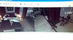 Arkadins live-stream på internettet Arkadins live-stream på internettet.