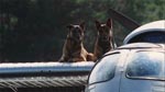 Dogs on a plane? Dogs on a plane?