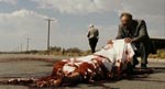 En helt ny form for road kill