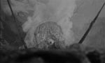 THE CRAWLING EYE! THE CRAWLING EYE!